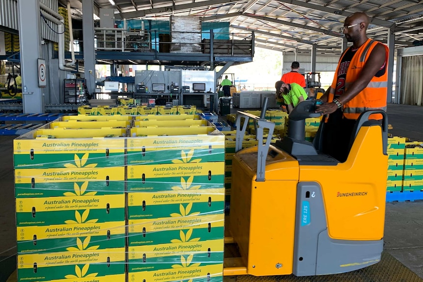 Man on forklift moving pineapples in a shed