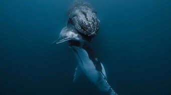 Two adult whales and calf in water.