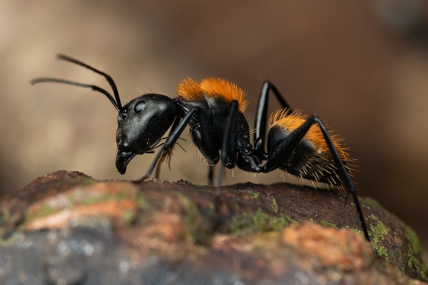 A macro photo of a jet black ant with bright gold hair sprouting from its abdomen and thorax.