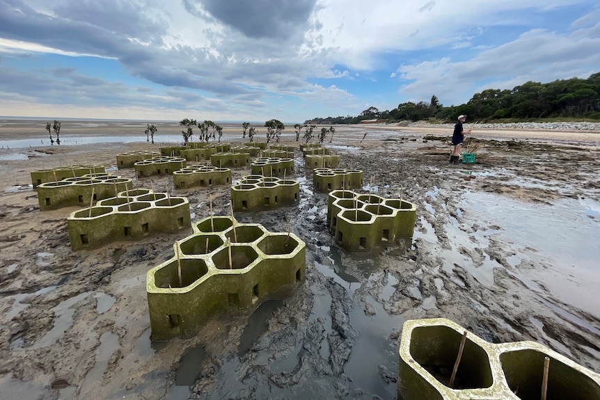 A wideangle photo shows clusters of hexagon-shaped concrete tree planters in mudflats off a coast.