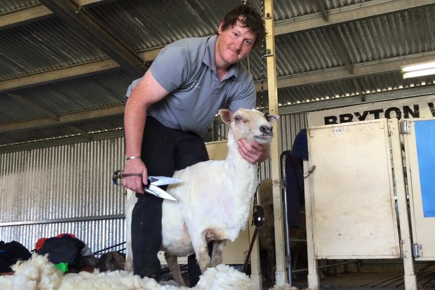 South Australian blade-shearer John Dalla demonstrates hand shearing at a wool show in Canowindra, NSW.