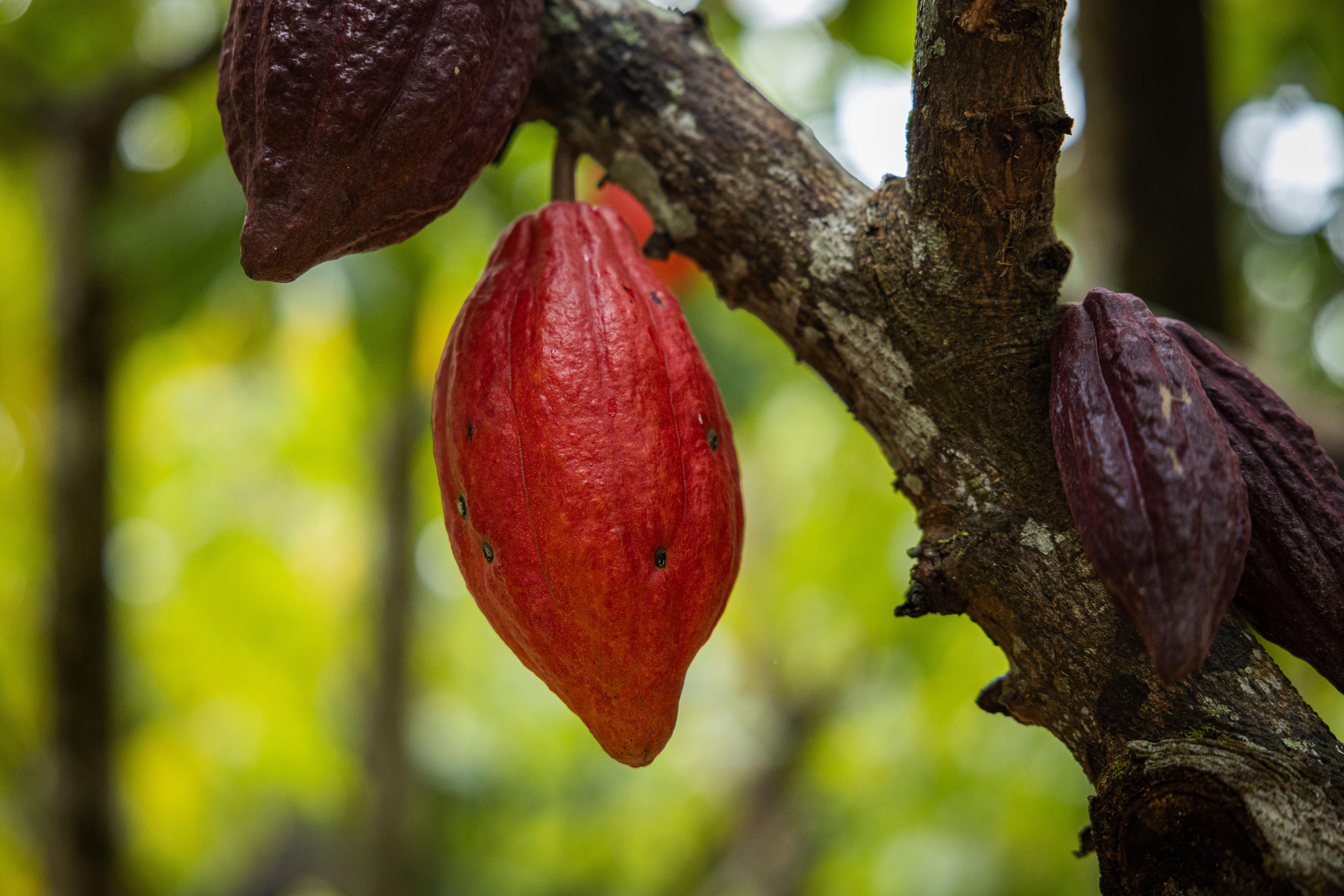 A global cocoa shortage could soon impact the price of chocolate, and