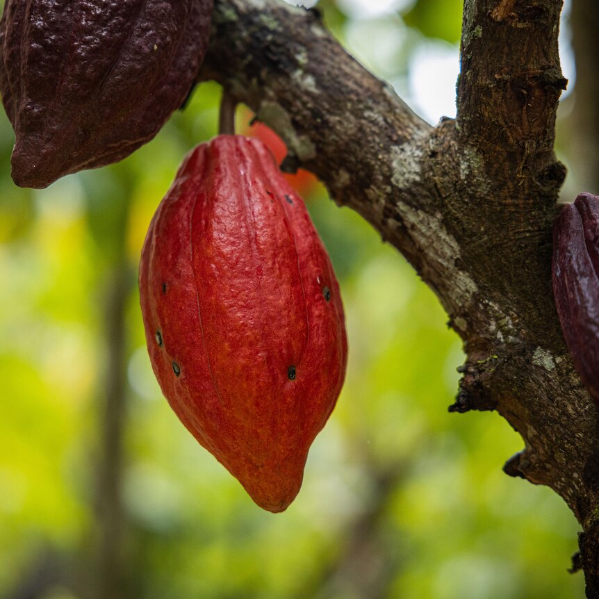 A bright red cocoa pod sitting on the branch of a tree.