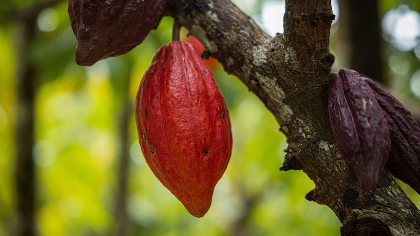 A bright red cocoa pod sitting on the branch of a tree.