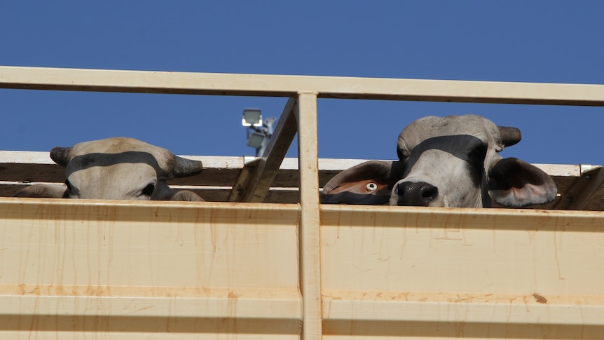 Brahman cattle looking over the rails of a truck.