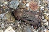 A brown moth on rocky ground.