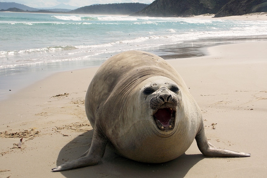 Elephant seal on Bruny Island