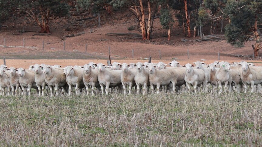 a flock of sheep stand in a field