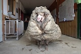 Wild sheep has 35kg of fleece shorn off