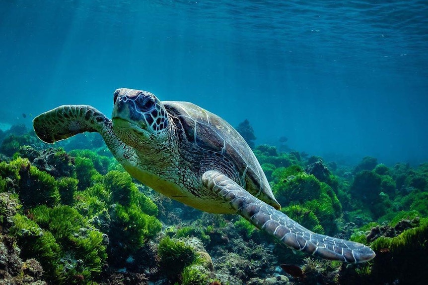 Turtle swimming in the water at Lord Howe Island