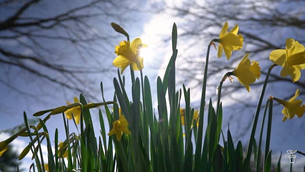Is it too late to plant daffodil bulbs? ABC listen