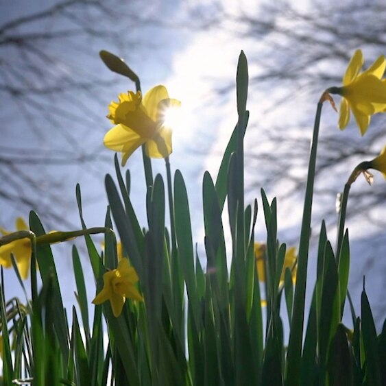 Daffodils growing in a sunny garden.