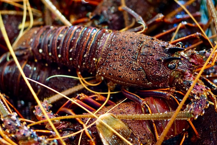 A red lobster in a crate of other red lobsters