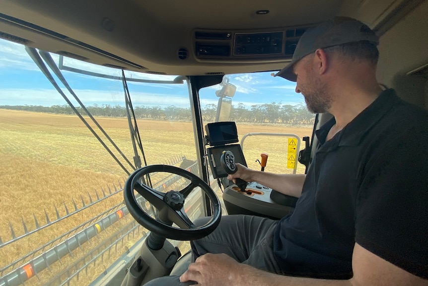 A farmer reaping lentils in a harvesting machine.