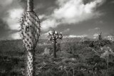 Galapagos Islands cactus