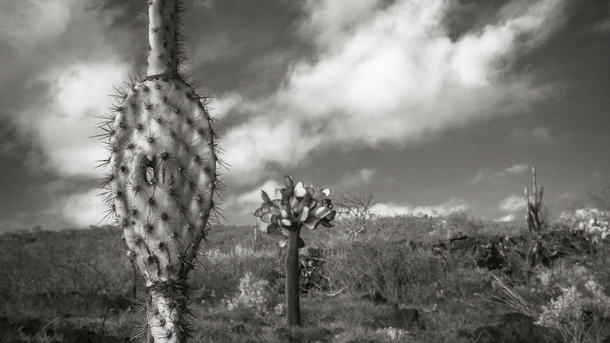 Galapagos Islands cactus