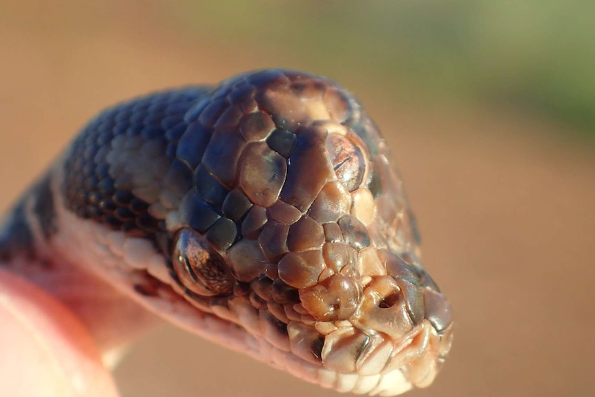 A side view of the snake's head, showing the eye in the middle of its forehead