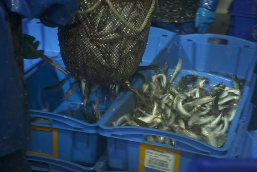 Photo of sardines emptying from a net.