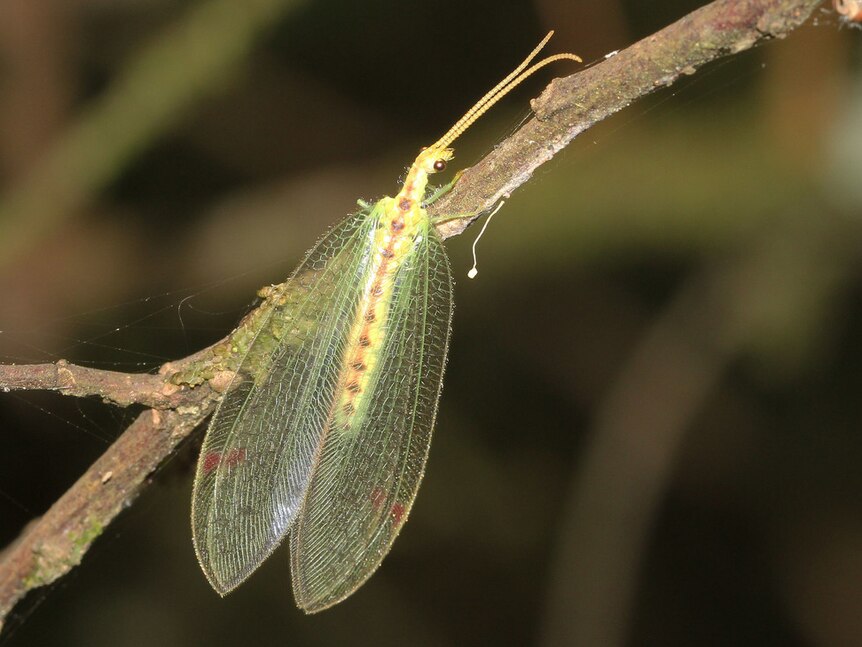 a green insect with lacy white wings sitting on a branch