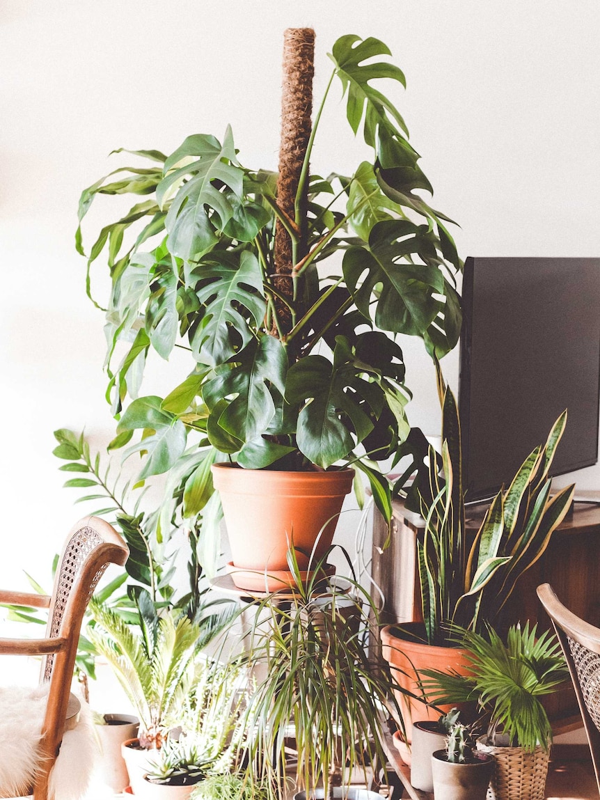 A monstera plant grows with the aid of a totem, and benefits from an epiphyte potting mix.
