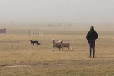 Sheepdogs in action at foggy Bungendore NSW