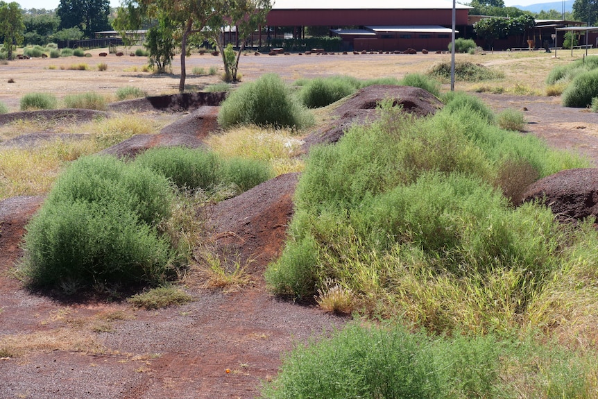 big green bushy weeds cover a dirt BMX track