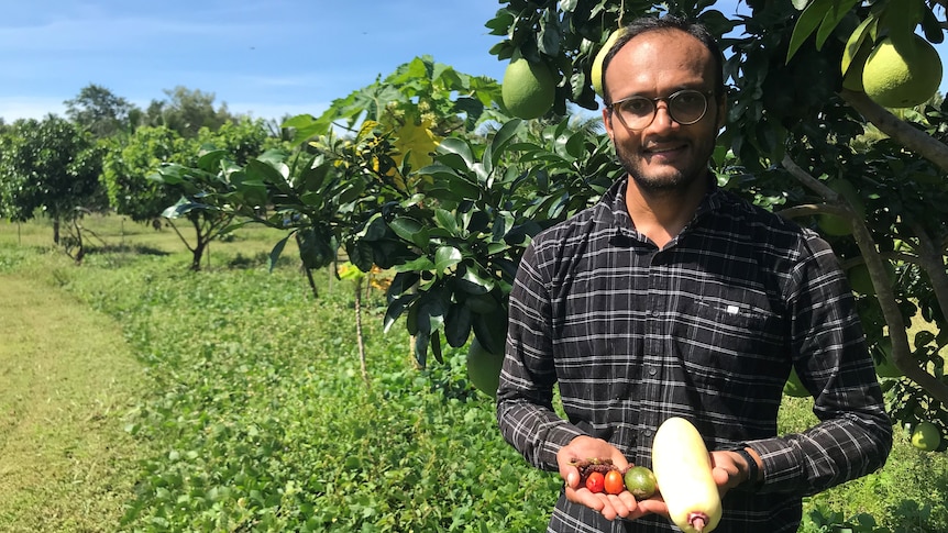 Bhavik Vaghasia at his Howard Springs farm fruit