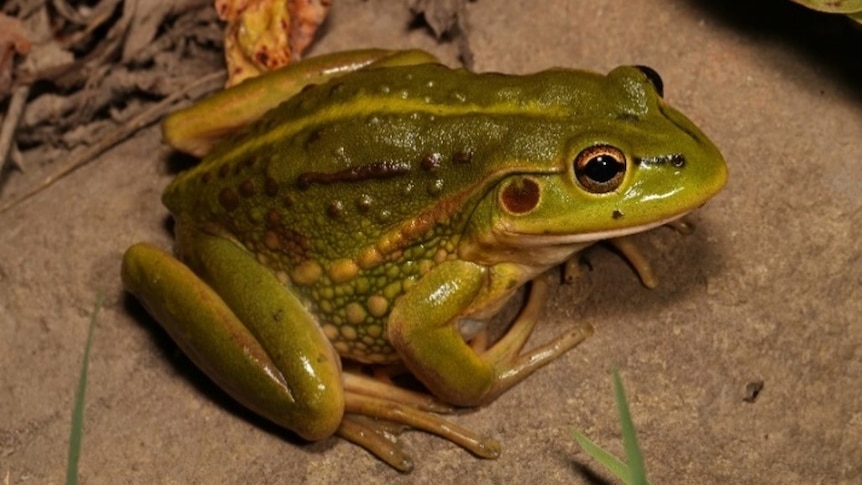 Green grass frog sits on dirt