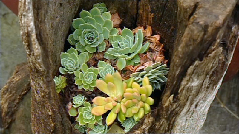 purple jade plant Individual cutting - "Crassula Ovata