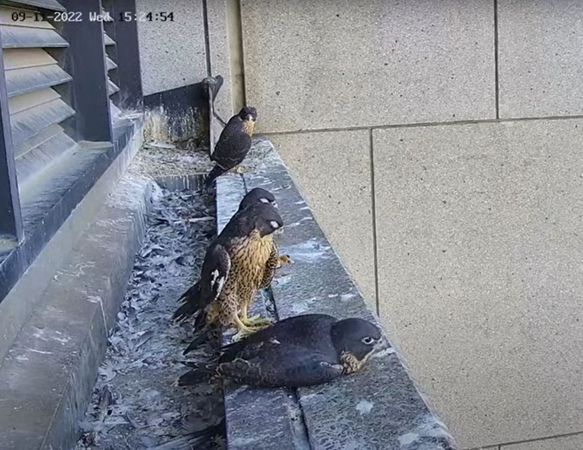 Four small falcons perched on the ledge of a building, next to a gutter filled with feathers and bird poo