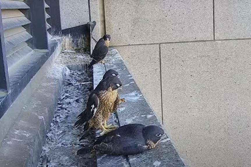 Four small falcons perched on the ledge of a building, next to a gutter filled with feathers and bird poo