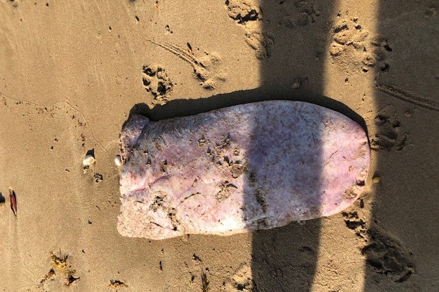 A whale tongue on a beach in Darwin.
