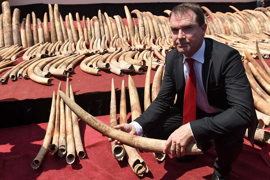 Secretary General of CITES John E. Scanlon holds part of a cache of ivory.
