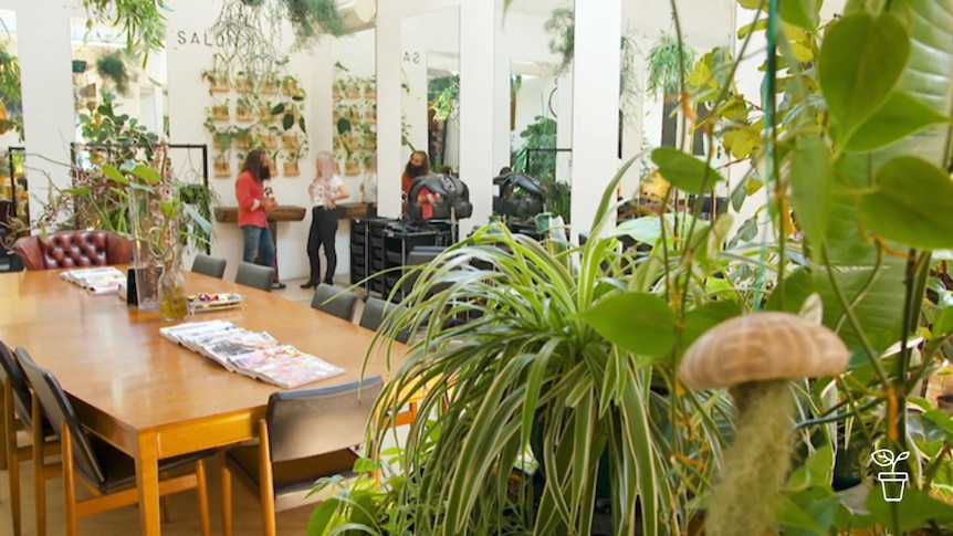 Hairdressing salon filled with indoor plants