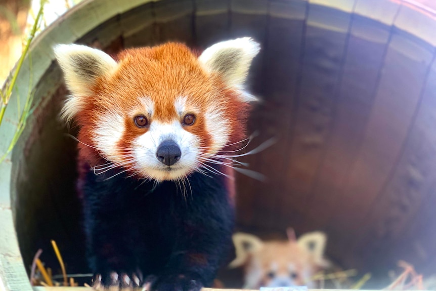 A red panda climbs through a wooden tube.
