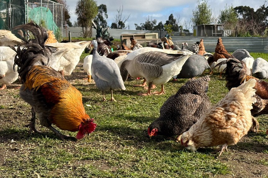 Different breeds of chickens and ducks eat feed from the grass.