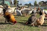 Different breeds of chickens and ducks eat feed from the grass.