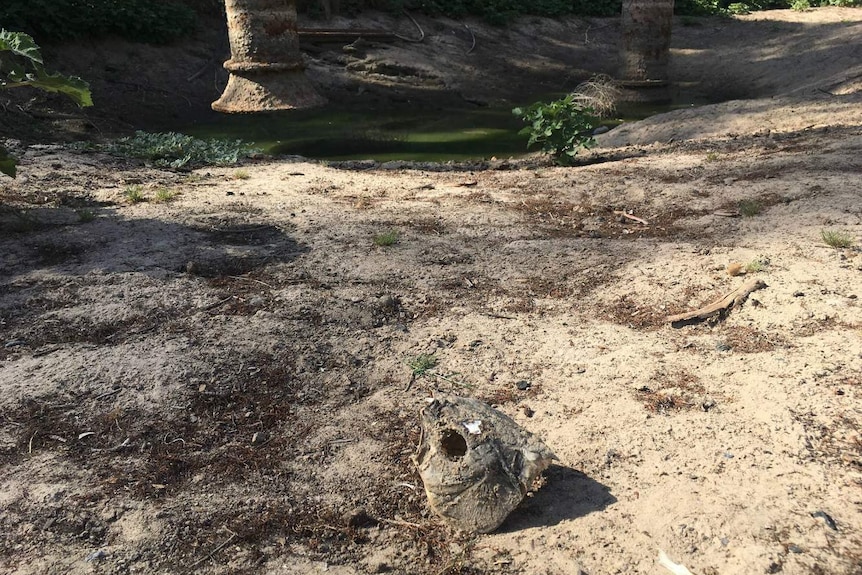 A fish head on the dry riverbank at Bourke, New South Wales.