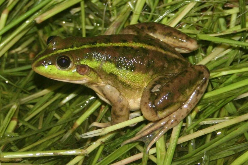 A small green frog against green grass