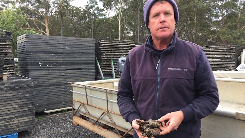 A man wearing a purple hat and jacket standing in front of stacks of wood, holding oyster shells.