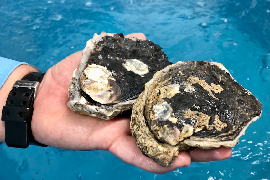 Two large oysters in a mans hand against blue water.
