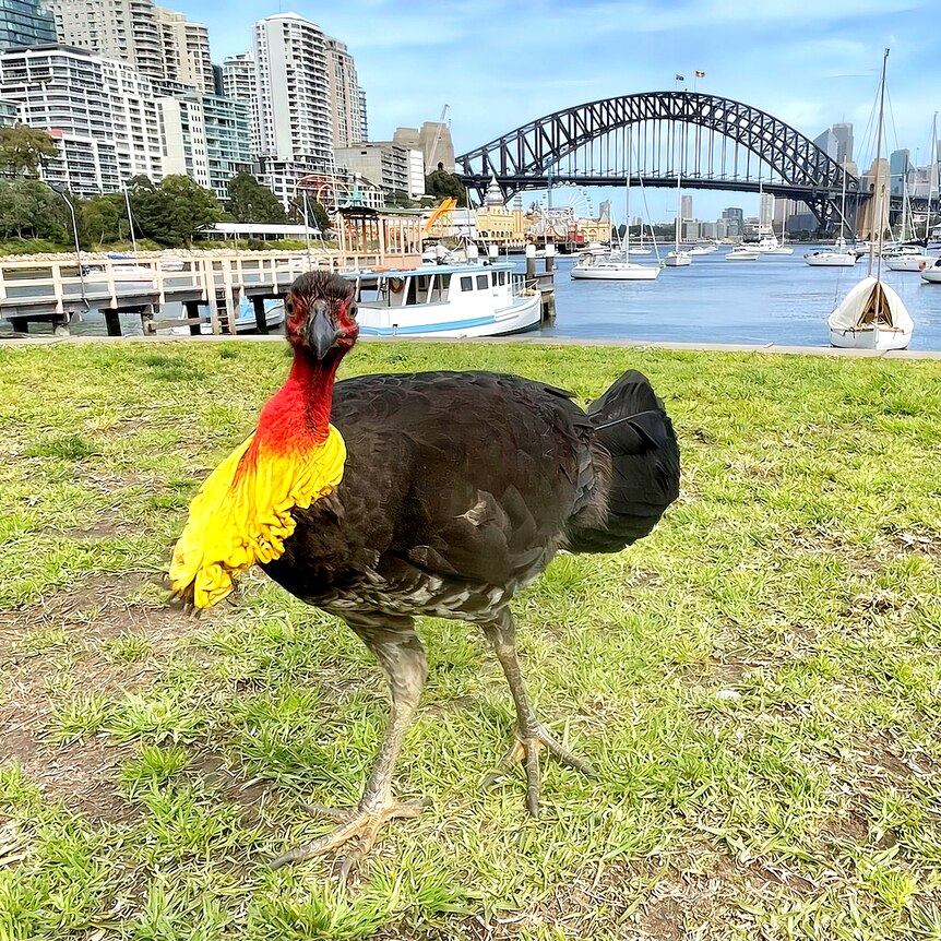 A brush turkey standing on a manicured lawn in front of the Sydney Harbour Bridge