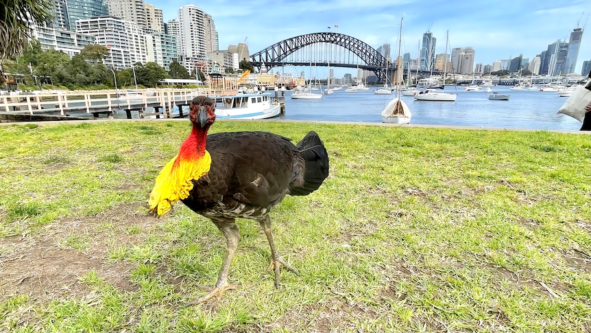 A brush turkey standing on a manicured lawn in front of the Sydney Harbour Bridge