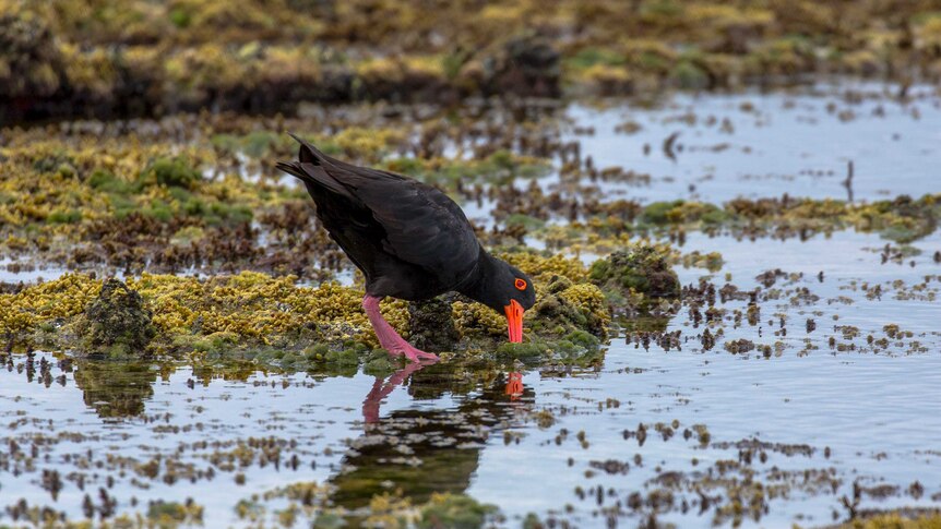 A sooty oyster catcher, a vulnerable species of bird, bends over to drink water