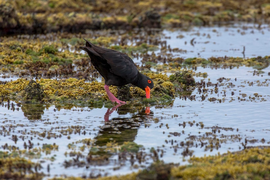 A sooty oyster catcher, a vulnerable species of bird, bends over to drink water