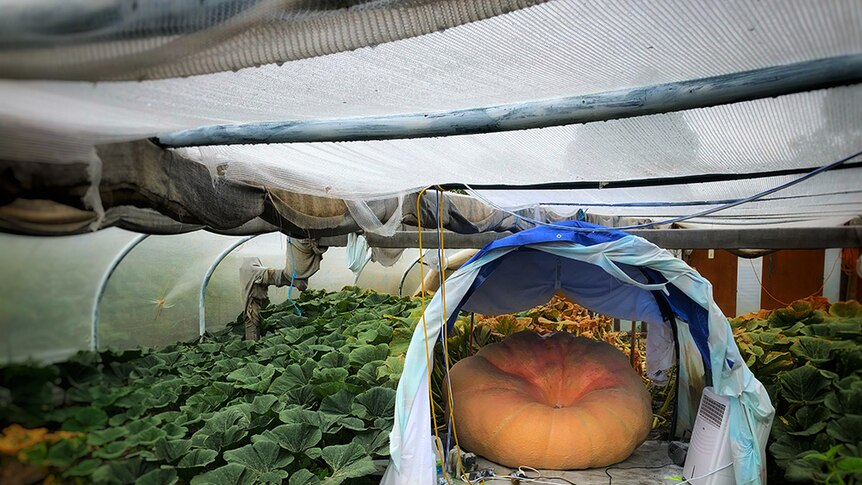 Shane Newitt's giant pumpkin in a tent at Sorell