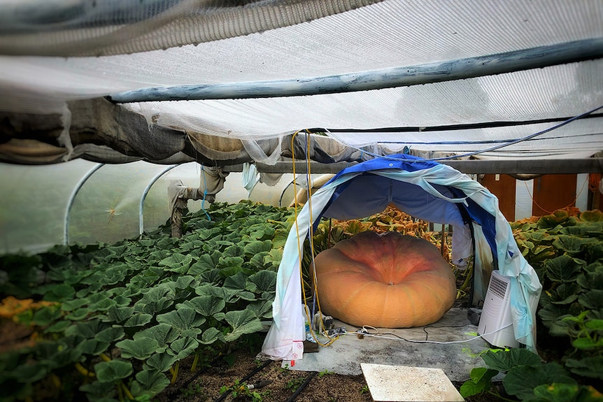 Shane Newitt's giant pumpkin in a tent at Sorell