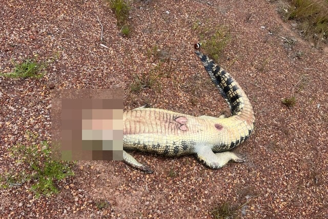 Pixelated image of a beheaded crocodile, lying on its back