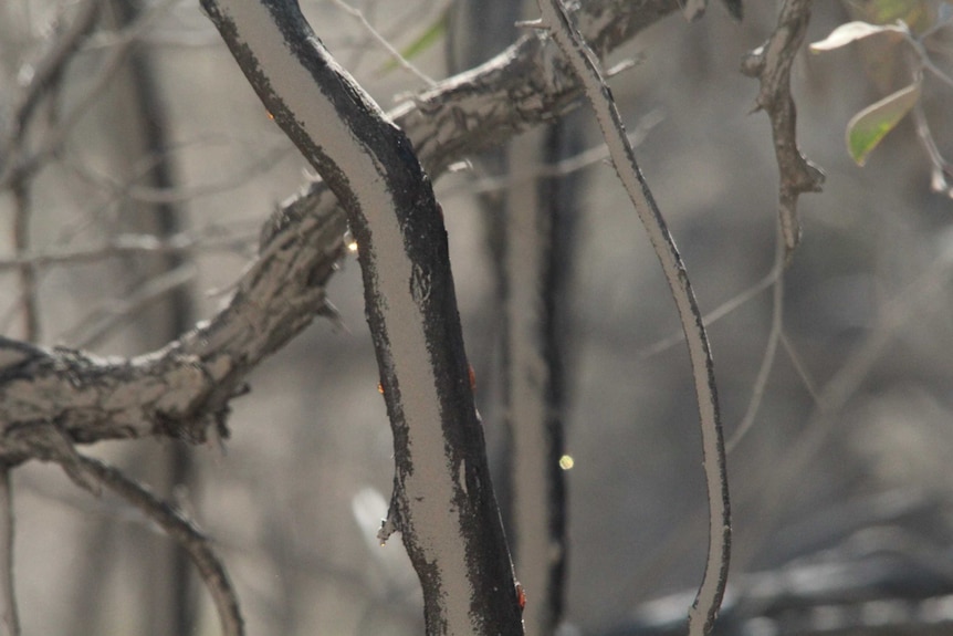 Dust on trees from the Stawell Gold Mine tailings dam.