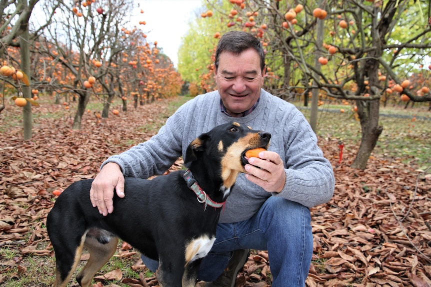 Persimmon grower  Roger Arnold